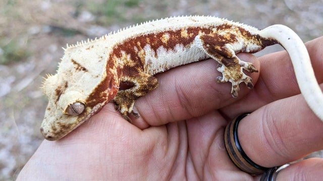 albino crested gecko